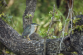 Green backed heron (Butorides striata) standing on a trunk with lush background in Greater Kruger National park, South Africa