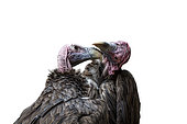 Two Lappet faced Vultures (Torgos tracheliotos) portrait kissing in Moholoholo animal rehabilitation center, South Africa