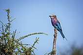 Lilac breasted roller (Coracias caudatus) perched on a branch isolated in blue sky in Greater Kruger National park, South Africa
