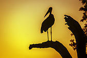 Marabou stork (Leptoptilos crumeniferus) silhouette perched on a trunk at sunset in Greater Kruger National park, South Africa