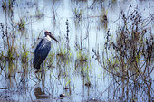 Marabou stork (Leptoptilos crumeniferus) standing in a swamp in Greater Kruger National park, South Africa