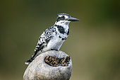 Pied kingfisher (Ceryle rudis) in Greater Kruger National park, South Africa