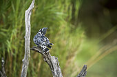 Pied kingfisher (Ceryle rudis) grooming on a branch rear view in Greater Kruger National park, South Africa