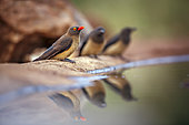 Red billed Oxpecker (Buphagus erythrorhynchus) one adult and two juvenile along waterhole with reflection in Greater Kruger National park, South Africa
