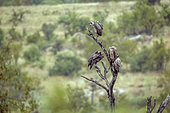 White backed Vulture (Gyps africanus) small group standing on dead tree in Greater Kruger National park, South Africa