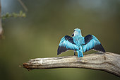 Woodland kingfisher (Halcyon senegalensis) spread wings rear view in Greater Kruger National park, South Africa