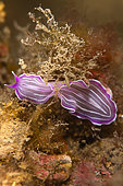 Mediterranean pink flatworm (Prostheceraeus roseus). Lion de mer diving site. Saint Raphaël. Var. France.