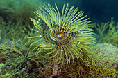 Wreathy-tuft tube worm (Spirographis spallanzanii), Lion de mer dive site, Saint Raphaël, Var, France.