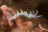 White Flabelline (Luisella babai), Lion de mer dive site, Fréjus, Var, France.