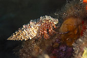 Bear-like Hermit Crab (Aniculus ursus), Lion de mer dive site. Saint Raphaël, Var, France.
