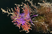 Ischia nudibranch (Paraflabellina ischitana), Lion de mer dive site, Le sentier, Saint Raphaël, Var, France.