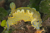 Giant yellow dory (Felimare picta), Lion de mer dive site. Saint Raphaël, Var, France.