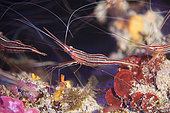Narwhal shrimp (Plesionika narvazl), Le sec des Suisses, Le Dramont, Var, France.