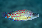 East Atlantic peacock Wrasse (Symphodus tinca), Pyramides diving site, Le Dramont, Var, France.