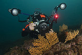 Diver-photographer and gorgonian sea fans, Lion de mer site, Saint Raphaël, Var, France.