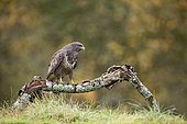 Buzzard (Buteo buteo) perched on a branch in autumn, Lorraine, France