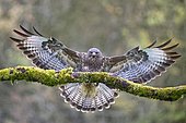 Buzzard (Buteo buteo) landing on branch in automn under the rain, Lorraine, France