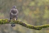 Buzzard (Buteo buteo) on branch in automn under the rain, Lorraine, France