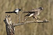 Magpie (Pica pica) pulling the tail of a buzzard (Buteo buteo), Lorraine, France