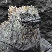 Portrait of a Sleepy Marine iguana (Amblyrhynchus cristatus) basking on the rocks. Galapagos NP. Ecuador South of America