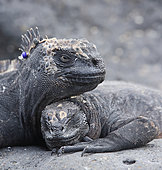 Marine iguana (Amblyrhynchus cristatus) basking on the rocks. Galapagos NP. Ecuador South of America