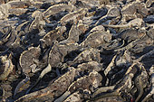 Group of Marine iguanas (Amblyrhynchus cristatus) basking on the rocks. Galapagos NP. Ecuador South of America