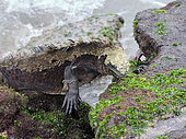 Marine Iguana (Amblyrhynchus cristatus) on the rocks at low tide eating green alga . Galapagos NP. Ecuador; South of America