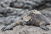 Sleepy Marine iguana (Amblyrhynchus cristatus) basking on the rocks. Galapagos NP. Ecuador South of America