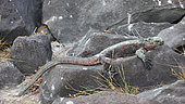 Sleepy Marine iguana (Amblyrhynchus cristatus) basking on the rocks. Galapagos NP. Ecuador South of America