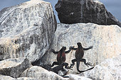 Two Marine iguanas (Amblyrhynchus cristatus) basking on the rocks. Galapagos NP. Ecuador South of America