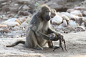 Female Chacma baboon (Papio ursinus) looking at her dead baby unable to abandon it. Kruger NP South Africa
