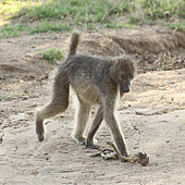 Female Chacma baboon (Papio ursinus) walking with her dead baby unable to abandon it. Kruger NP South Africa