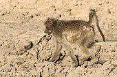 Female Chacma baboon (Papio ursinus) carrying her dead baby in her mouth unable to abandon it. Kruger NP South Africa