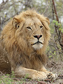 Male Lion (Panthera leo) resting in the shadow. Kruger NP. South Africa