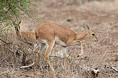 Female steenbok (Raphicerus melanotis) and her young in the bush during dry season. Kruger NP. South Africa