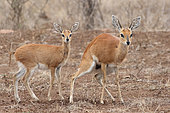 Female steenbok (Raphicerus melanotis) urinating near her young. Kruger NP. South Africa