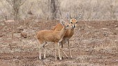 Tenderness between a female steenbok (Raphicerus melanotis) and her young. Kruger NP. South Africa