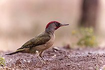 Green Woodpecker (Picus viridis) on the ground, Spain
