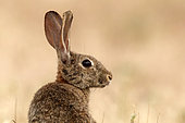 Wild rabbit (Oryctolagus cuniculus), portrait, Spain
