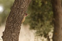 Green Woodpecker (Picus viridis) on a trunk, Spain