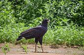 Great black hawk (Buteogallus urubitinga) on the sand at the riverside in the Pantanal, Brazil