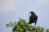 Great black hawk (Buteogallus urubitinga) with a snake in its beak in the Pantanal, Brazil