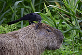 Capybara (Hydrochaerus hydrochaeris) in profile against a vegetative background with a Smooth-billed Ani (Crotophaga ani) on its head in the Pantanal, Brazil