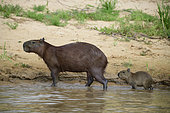Capybara (Hydrochoerus hydrochaeris) with her baby in the Pantanal, Brazil