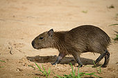 Baby Capybara (Hydrochoerus hydrochaeris) behind its mother in the Pantanal, Brazil