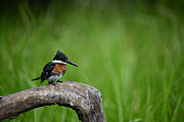 Green kingfisher (Chloroceryle americana) on a tree trunk with a green background in the Pantanal, Brazil