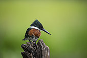 Green kingfisher (Chloroceryle americana) on a tree trunk with a green background in the Pantanal, Brazil