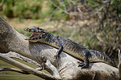 Caiman Yacare (Caiman yacare) on a trunk above the river in Pantanal, Brazil