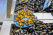 Bouchot mussels from Penvins, Morbihan, South Brittany, France
