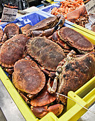 Crabs for sale 'Tourteau gros vivant', Marché aux poissons de Vannes, Morbihan, Southern Brittany, France